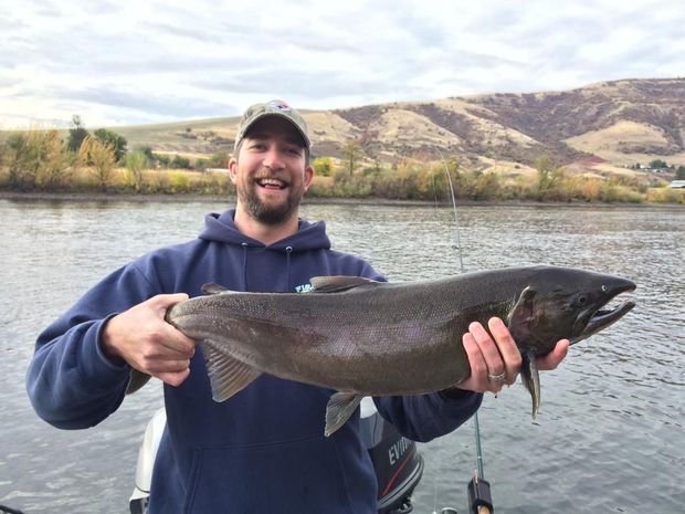 Coho salmon